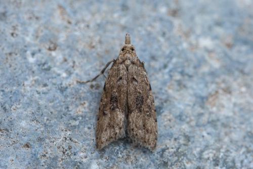 Carposina gigantella